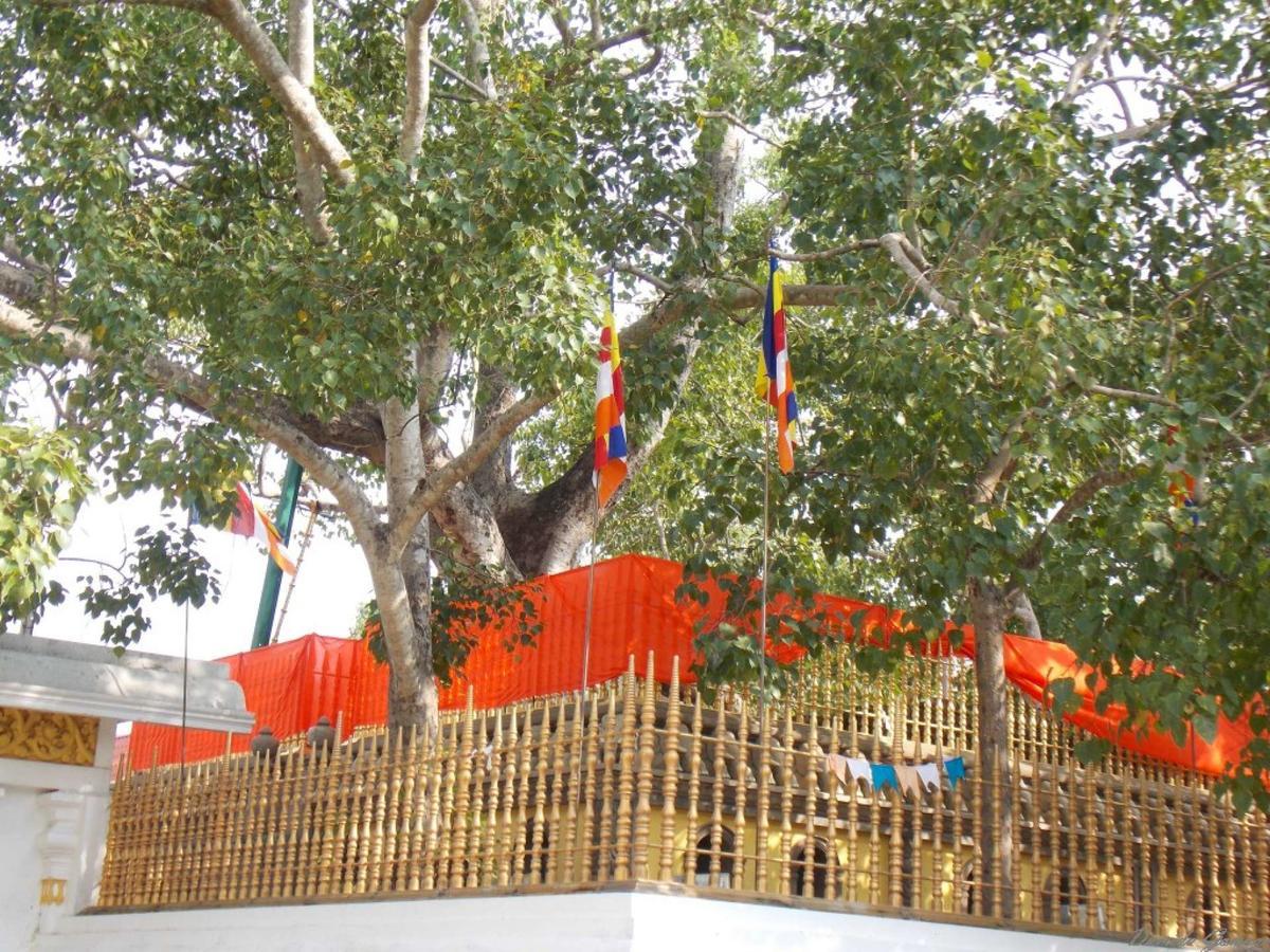 Kubura Resort Anuradhapura Exteriör bild
